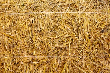 Bundle of dried yellow hay