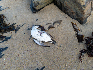 Dead bird lying on a beach in Ireland