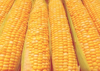 Fresh, yellow cobs of appetizing corn	