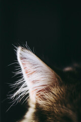 Close sur les poils de l'oreille d'un petit chat tigré - Oreille de chat