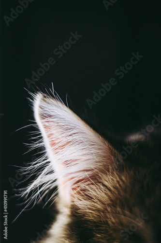 Close Sur Les Poils De L Oreille D Un Petit Chat Tigre Oreille De Chat Wall Mural Picsart Close Sur Les Poils De L Oreille D Un Petit Chat Tigre Oreille De Chat Wall Mural Picsart