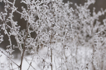 Dried plants in a winter park. The plants are covered with beautiful snow patterns. Shot close-up.