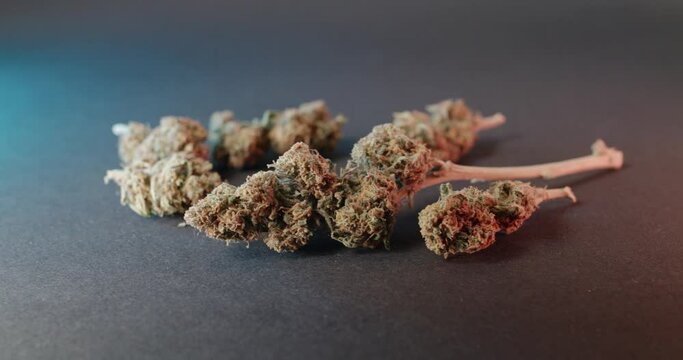 Panning over Cannabis Bud on dark background. medicinal Marijuana. Medicine and Drugs for different health issues