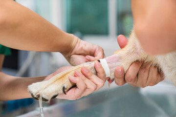 The veterinarian was wrapping tape onto the saline tube. Veterinarian giving injection to dog in...