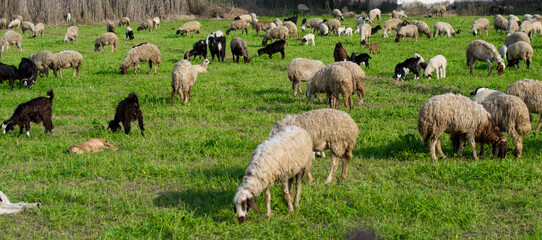 Flock of sheep and goats grazing in an agricultural field of grass