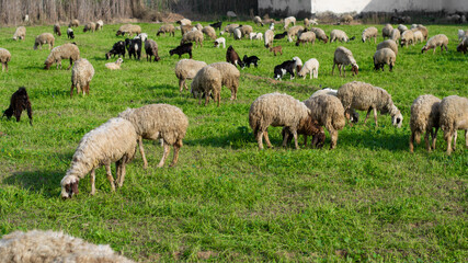 Fototapeta premium Flock of sheep and goats grazing in an agricultural field of grass