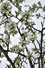 apple blossoms in early spring