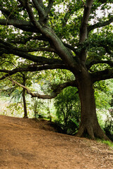 Fototapeta premium large tree hanging over pathway