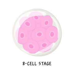 Flat vector medical illustration of human embryonic development or human embryogenesis from zygote to gastrula. 8-cell stage. Isolated drawing on a white background.