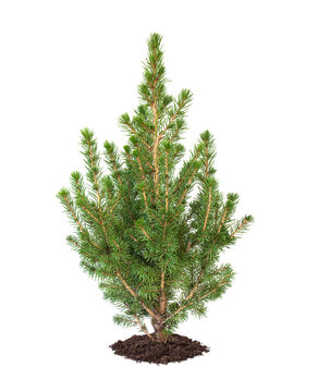 Young spruce sapling Isolated on a white. Gardening or forestry concept, environmental protection, nature conservation.
