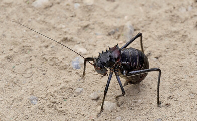 Tiere, Insekten