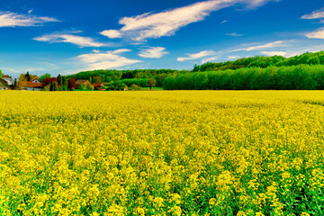 Obraz premium Feld, Landschaft, Frühling, Gelbe Blumen,