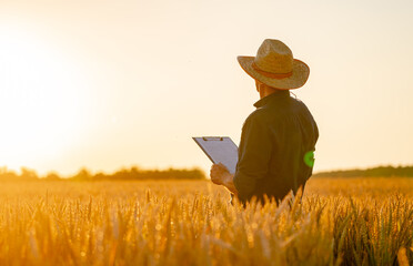 Farmer stands in rape wheat field with folder in hands. Harvest season. Sunset in a wheat meadow. View from the back.