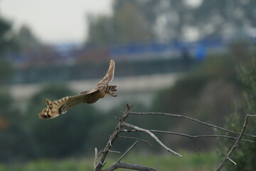 Short-eared Owl