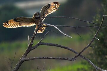 Short-eared Owl