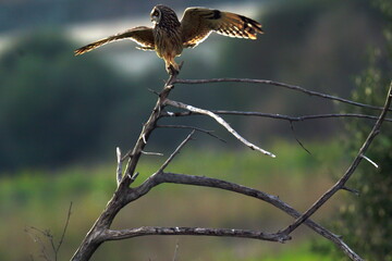 Short-eared Owl