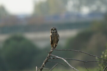 Short-eared Owl