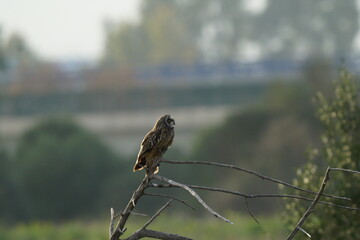 Short-eared Owl