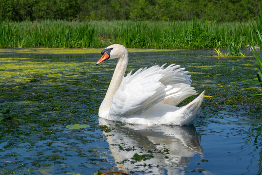White beautiful swan (mute swan, Cygnus olor) on the lake