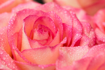 Pink rose flower with water drops. Water drops on rose. Flower background