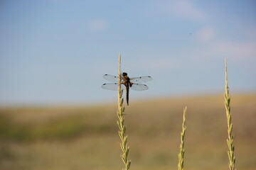 Fototapeta na wymiar dragonfly on a grass
