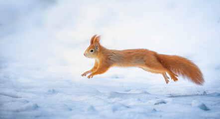 Very nice squirrel jumps in the snow. © Jiří Fejkl