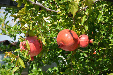 Ripe pomegranates in the pomegranate tree. Red pomegranates hanging from the branch.