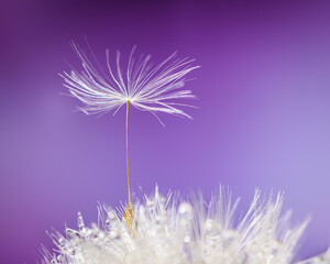 A dandelion seed standing on the shoulders of others is pictured against an artificial purple background with water droplets on the clock below