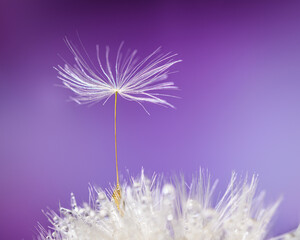 A dandelion seed standing on the shoulders of others is pictured against an artificial purple...