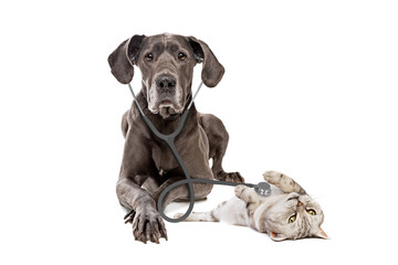 Great Dane dog using a stethoscope on a cat isolated on white background - 410997573