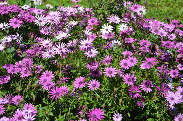 Obraz premium Pink and purple flowers found in the garden. Numerous pink flowers Side by Side.