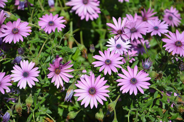 Obraz premium Pink and purple flowers found in the garden. Numerous pink flowers Side by Side.