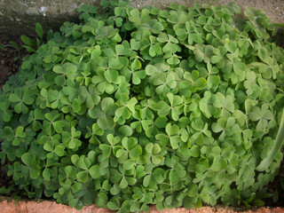 Clovers standing in a bunch. Clovers growing inside the garden wall. A bunch of clover.