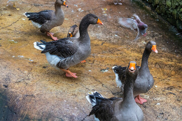beautiful domestic birds walking on the farm, in the village on a rainy day