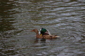 Das heftige Liebesleben der Enten