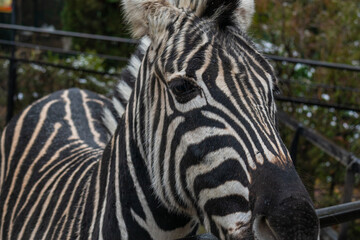 Fototapeta na wymiar wild african animal zebra standing in the park on a nice day