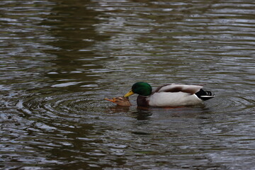 Das heftige Liebesleben der Enten