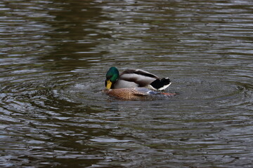 Das heftige Liebesleben der Enten