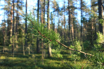 pine green branches and needles close-up illuminated by the rays of the sun