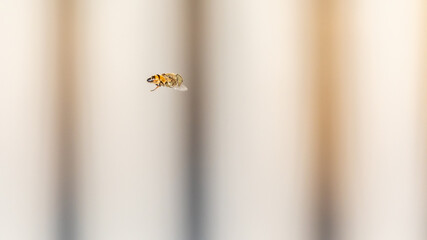Bee in the fly at short exposure