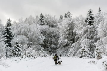 Hunting for wild animals with dogs. Far from civilization. Hunters are walking in heavy snow. Forest. Dogs on a leash.