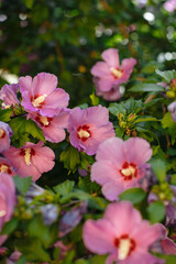 Naklejka premium pink flowers on a background of green leaves