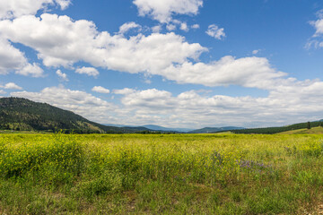 Fototapeta na wymiar Meadow with wild herbs and blue sky with white clouds.