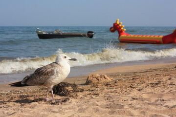 seagull on the beach