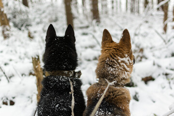 Hunting for wild animals with dogs. Far from civilization. Hunters are walking in heavy snow. Forest. Dogs on a leash.