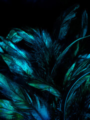 Beautiful abstract colorful white and blue feathers on black background and soft white feather...