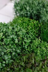 Obraz premium Different types of microgreens close-up top view. Seed sprouts are green. Eco vegan healthy lifestyle bio trend. Green natural background texture. Vitamins Amino Acids Benefits Of Organic Superfood.