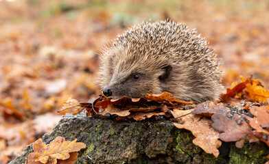 Hedgehog in woodland (Scientific name: Erinaceus Europaeus) wild, free roaming hedgehog, taken at...