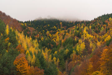 Beautiful autumnal landscape in the forest