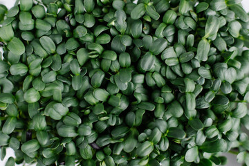 Young sunflower seedlings close-up. Microgreens background. Superfood herb organic eco vegan. Raw food trend. Green banner. Growing thistles micro nutrients vitamins. Sprout top view life style